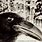 Corvus a Life with Birds Book