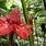 Costa Rica Tropical Rainforest Plants
