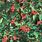 Cotoneaster Tree Evergreen