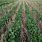 Cover Crops