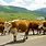 Cows On the Road