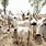 Cows in Nigeria