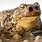 Creepy Toad