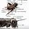 Cricket Bug Anatomy
