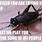 Cricket Insect Memes