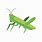 Cricket Insect Vector