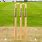 Cricket Stump Pic