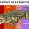 Crocodile Anatomy Diagram