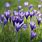 Crocus Speciosus Foliage