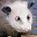 Cross Eyed Possum