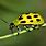 Cucumber Beetle Insecticides