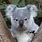 Cute Animals Koala