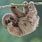 Cute Baby Sloth Backgrounds