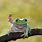 Cute Baby Tree Frogs