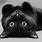 Cute Black Cat Desktop