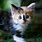 Cute Calico Kittens