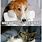 Cute Cat Dog Memes