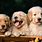Cute Dogs Images HD