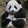 Cute Fat Baby Panda