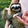 Cute Fluffy Baby Sloths