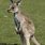 Cute Kangaroo Joey