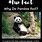 Cute Panda Facts