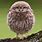 Cute Pet Owl