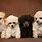 Cute Poodle Puppies Wallpaper