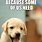 Cute Puppies Funny Memes