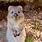 Cute Quokka Pictures
