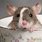 Cute Rat Background