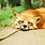 Cute Red Fox Pet