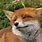 Cute Red Fox Pictures