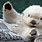 Cute Sea Otter Wallpaper