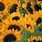 Cute Sunflower Desktop Wallpaper