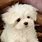 Cute White Fluffy Puppy