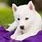 Cute White Husky Puppies