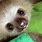 Cutest Baby Sloth