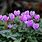 Cyclamen Images