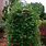 Cypress Vine Plant