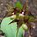 Cypripedium Fasciculatum