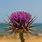 Cyprus Flora