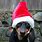 Dachshund Christmas Meme