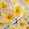 Daffodil Slim Whitman