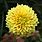 Dahlia National Flower of Mexico