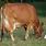 Dairy Cows in Kenya