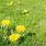 Dandelion Lawn