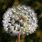 Dandelion Wish Flower
