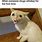 Dank Cat Memes Clean
