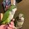 Dark Green Quaker Parrot